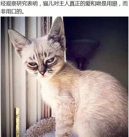 成人快猫