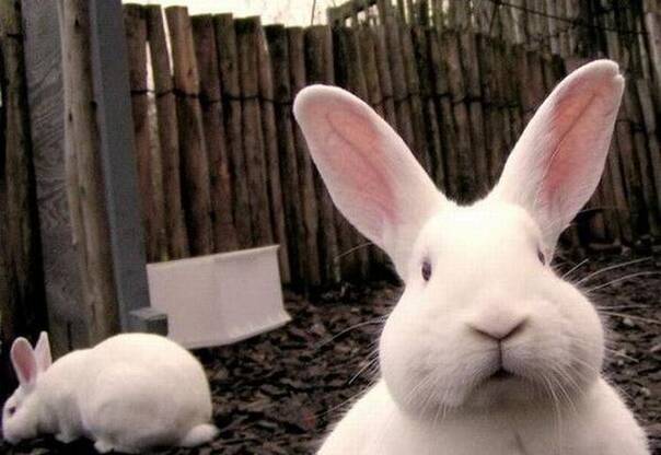 萌宠150428:靠脸吃饭的实力派影星 盒饭加鸡腿|第二波