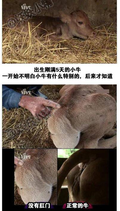 图解150527:分享一只小牛的故事 愿每个生命都被温柔相待