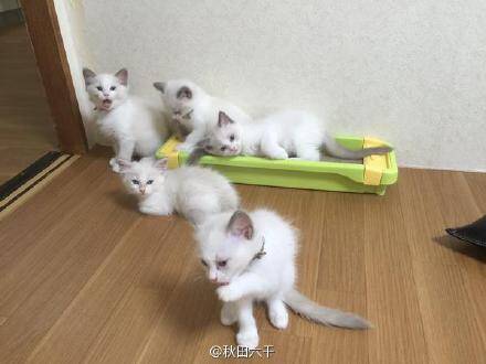 [萌宠]家里养了一窝布偶猫 感觉看到了影分身术