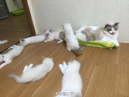[萌宠]家里养了一窝布偶猫 感觉看到了影分身术