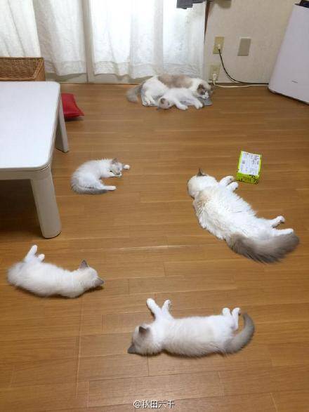 [萌宠]家里养了一窝布偶猫 感觉看到了影分身术