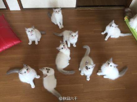 萌宠150619:家里养了一窝布偶猫 感觉看到了影分身术