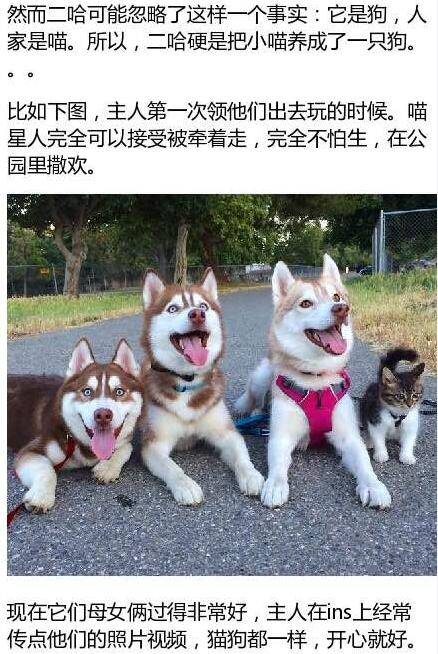 [心塞]不管什么生物 想正常一定要离二哈远一点