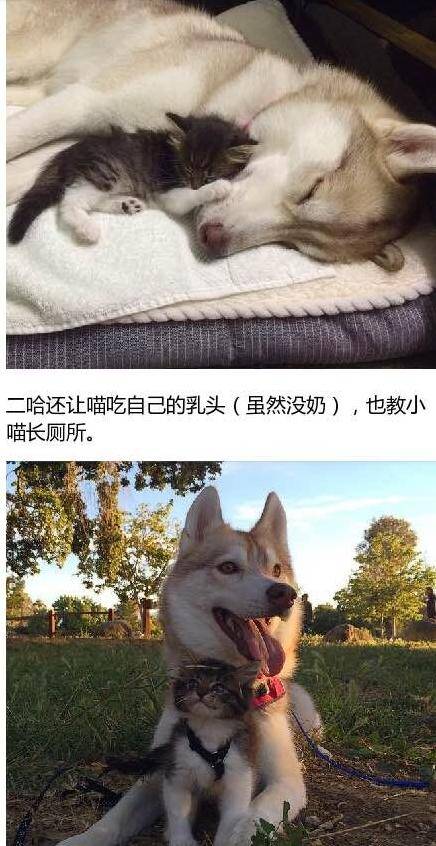 [心塞]不管什么生物 想正常一定要离二哈远一点