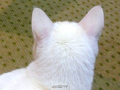 萌宠150708:从这个角度看喵星人也是萌出一脸血