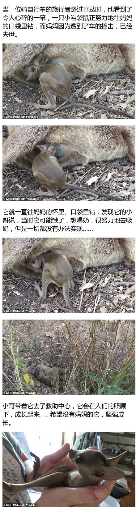 虐心150731:袋鼠妈妈遇车祸身亡 小袋鼠不肯离去