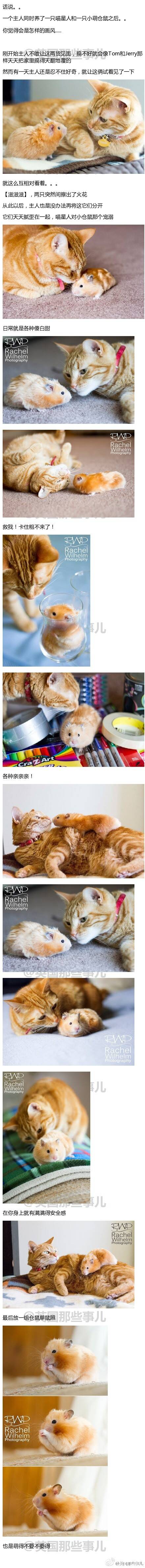 喵星人对仓鼠各种宠溺 是想养肥了再吃吗？