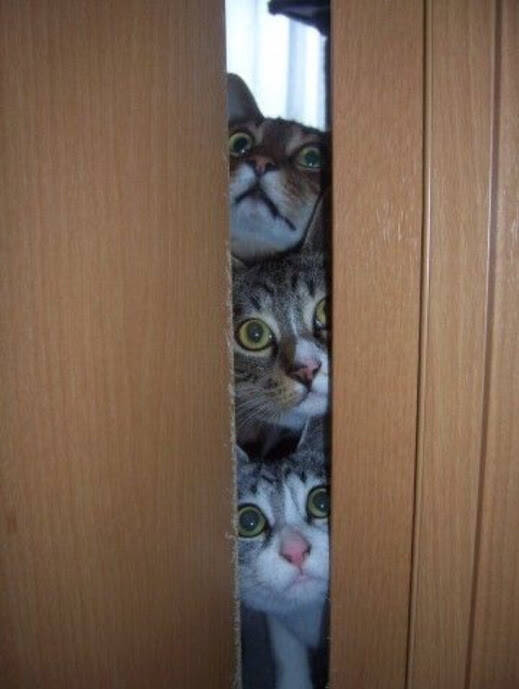 六个猫眼