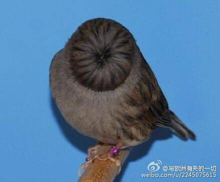 来自动物界的发型碾压 我输得彻彻底底