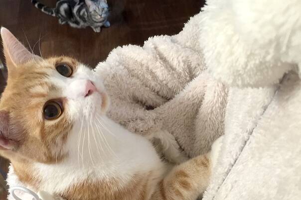 猫奴必备家居服 可以带猫逗猫伪装成猫