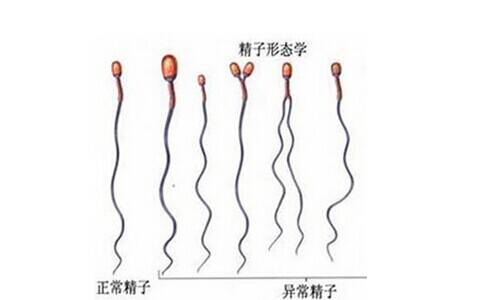 头发生长液什么原理_黛歆头发生长液(3)