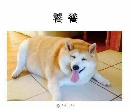  囧图160317:不要叫我萨摩，要叫我贵妇人|43图