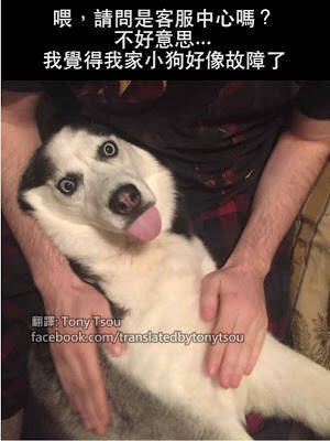 先森 这就是哈士奇的出厂设定