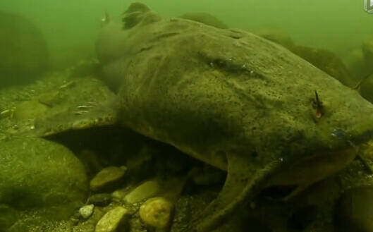 变异食人巨鲶:疑吃人类尸体成性后开始捕食人