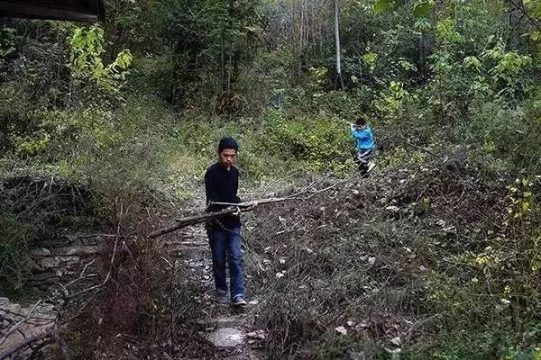 这天弟弟放学回来,哥俩一起上山砍柴,为过冬做准备.