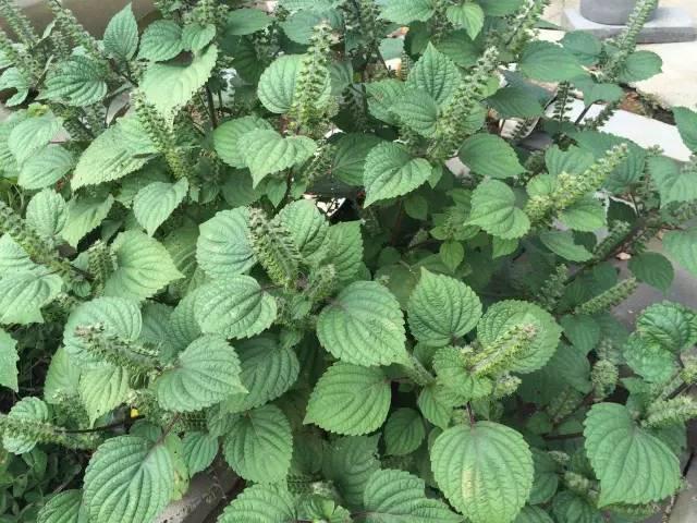 紫苏是唇形科紫苏属一年生草本植物,全草皆可入药.