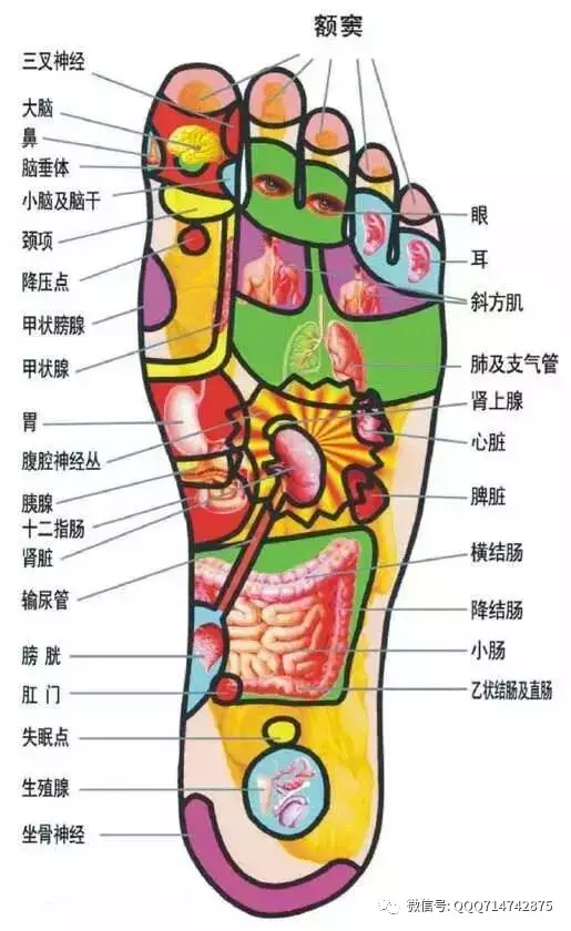 3,双脚脚底,脚跟跟骨正中央的"卵巢,睾丸"反射区.