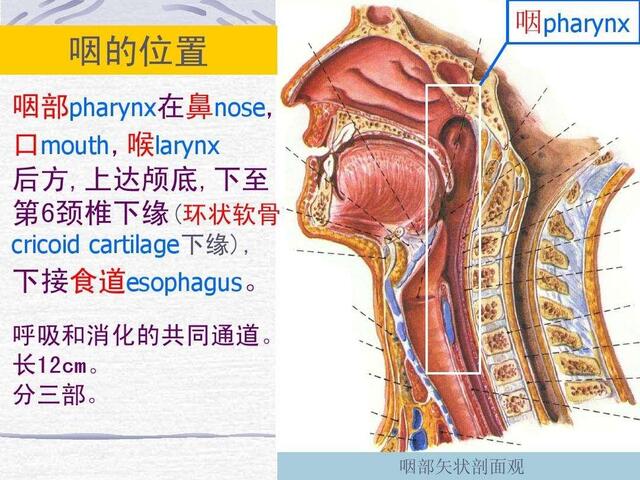 颈椎不好先治咽炎!上海老教授惊人发现,不得不说了