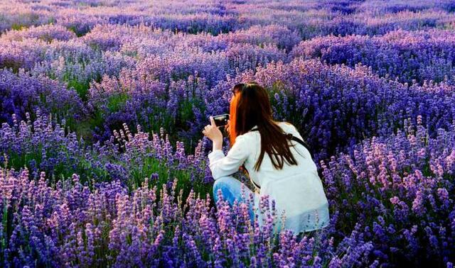 花海的图片高清大图 3ee8c79b6ad71e1_w672_h397.jpg