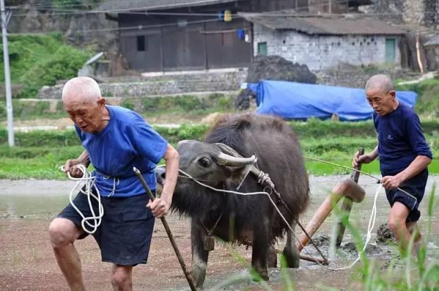将来梅州谁来耕田?农村的现状触目惊心!