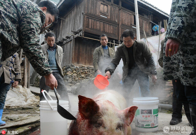 贵州锦屏:杀肥猪迎新年