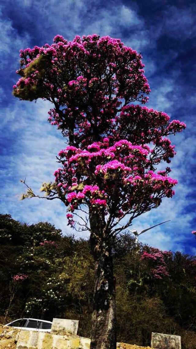 中国最适合新婚夫妇度蜜月的地方