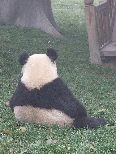 熊猫背影 凤凰网