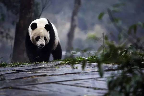 中国各省人血统来源 ,原来河南人来自这里.
