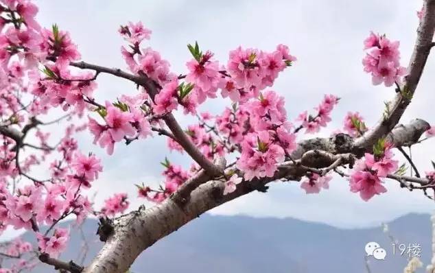 家里种什么树最招桃花运最旺 ifeng_imcp_9999999_1c3275438be69203a13d418fa5429299_w634_h398.jpg