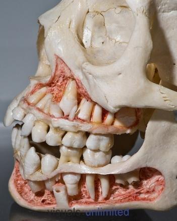 宝宝换牙期牙齿排列是什么样子?几张图一目了