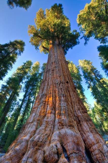 谢尔曼红杉树高约85米,树干周长25米,树冠周长35米,研究人员在测算了