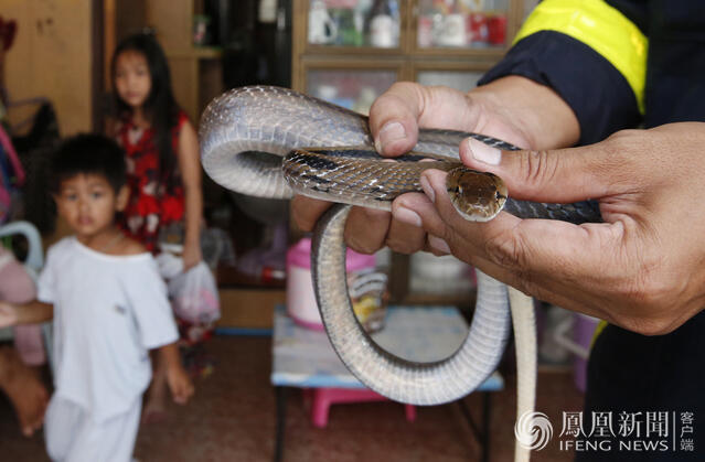 曼谷蛇满为患 消防员捉蛇多过救火-自媒咖-每
