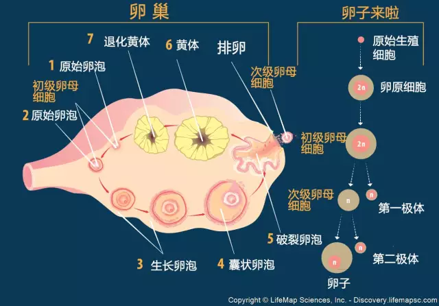 容易拉丝,有利于精子通过; 能促进输卵管肌层发育及上皮细胞的分泌