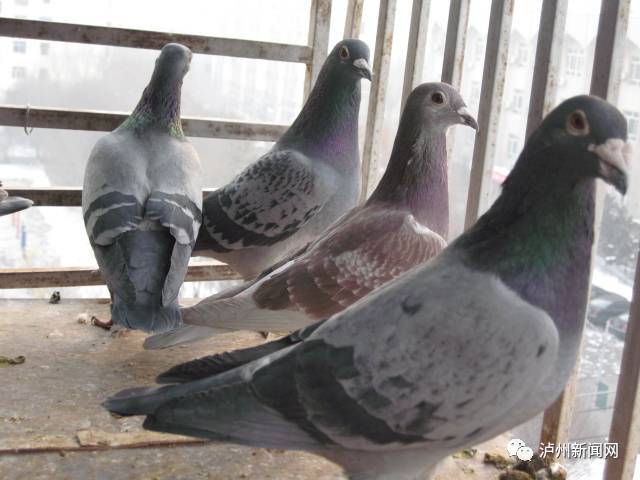 防止鸽子飞走的最好办法 EE240FE809E059BC17960F880F7BC246FF42E22F_size38_w640_h480.jpeg