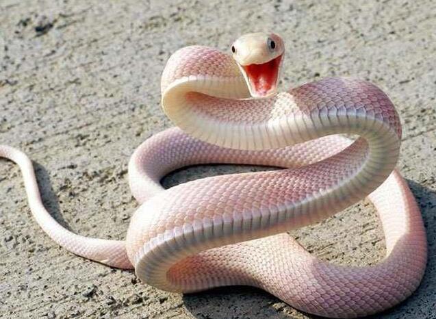 蛇叫的声音 凤凰网