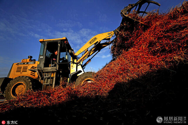 林:全部是辣椒|组图-自媒咖-每日爆文排行榜文