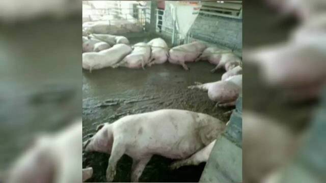 年销6万头领跑种猪市场！铁骑力士种猪凭什么成为行业“断货王”？