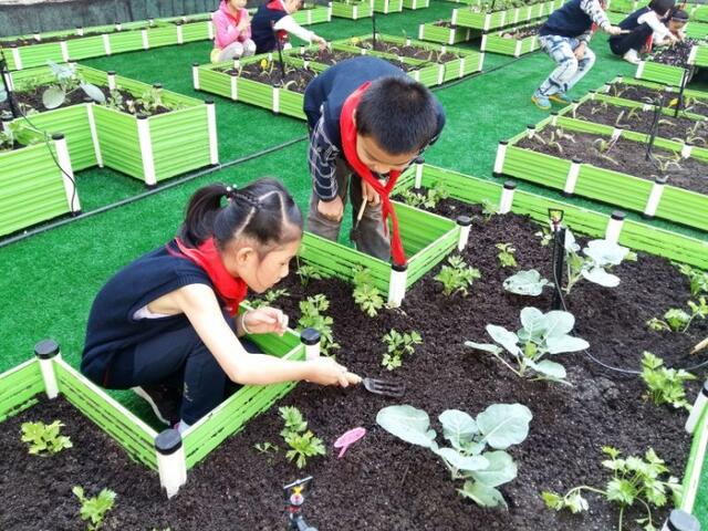 安徽一小学楼顶建农场 学生自己种菜