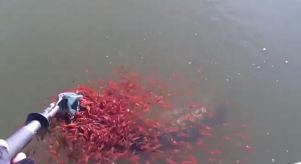 梦境的启示,梦见几条小鱼死亡,红色小鱼的象征意义 梦境的启示,梦见几条小鱼死亡,红色小鱼的象征意义