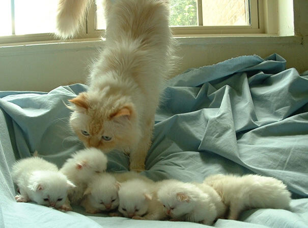 怎么才能让小猫咪把你当妈妈 205b66c62ef9f3cd7459_size95_w605_h447.jpg