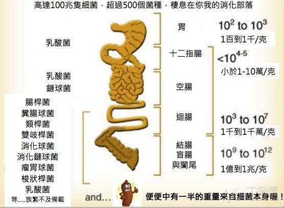 人口内细菌_细菌卡通图片(2)