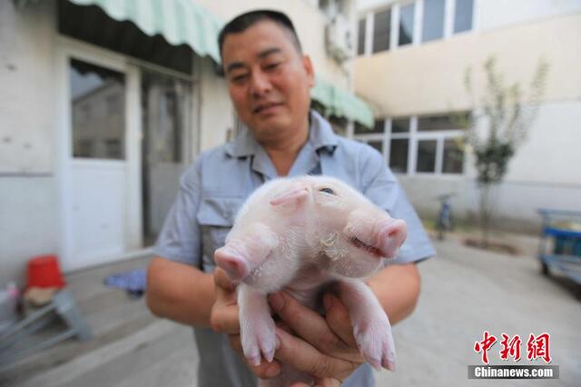 天津西青区现"双头猪":两个脑袋三只耳朵