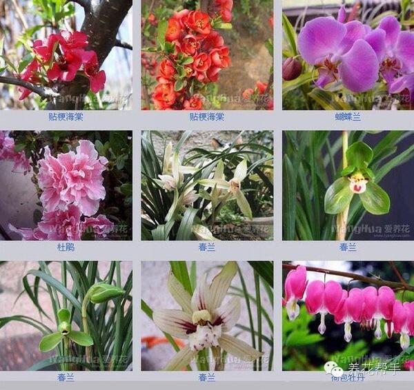 你认识这些花吗?世界最全花卉图片,认花不求人!