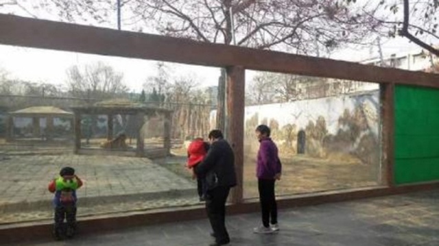 虎园玻璃墙破裂 园方以布遮盖继续开放(组图)