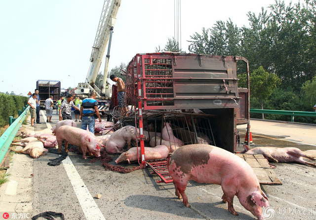 西安高速两车相撞 拉猪车侧翻致大量生猪死亡