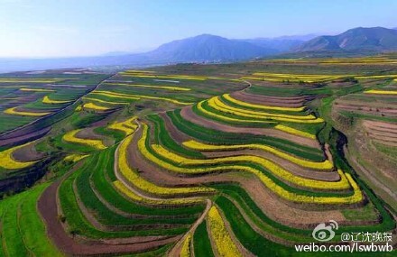 宁夏油菜花开了 美得像梵高的画-即通微站