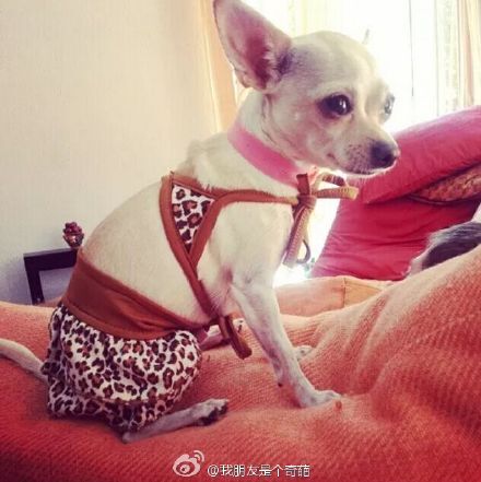 当汪星人们都穿上比基尼