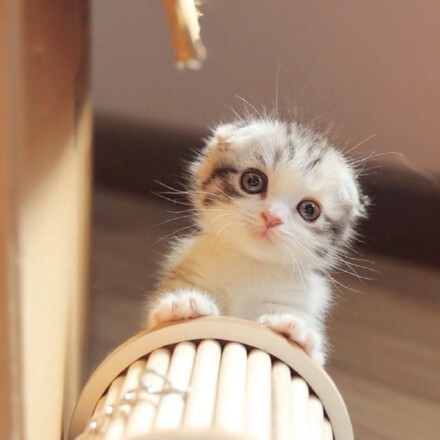 我说奶猫你说喵 奶猫