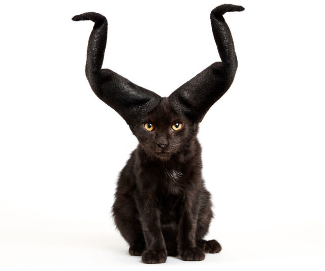 他们给收养所的猫咪戴上了帽子
